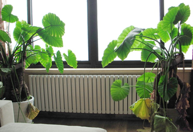 汽车散热器星欧日防暑大作战