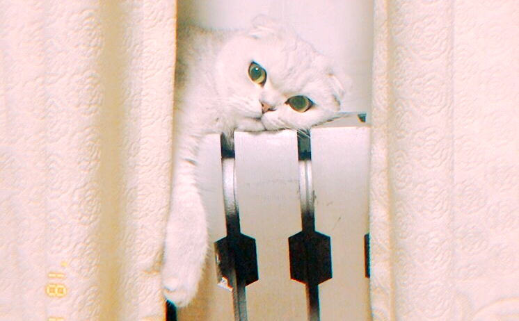 星欧娱乐好不好,冬季过冬神器,星欧娱乐 宠物